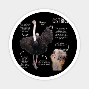 Animal Facts - Ostrich Magnet